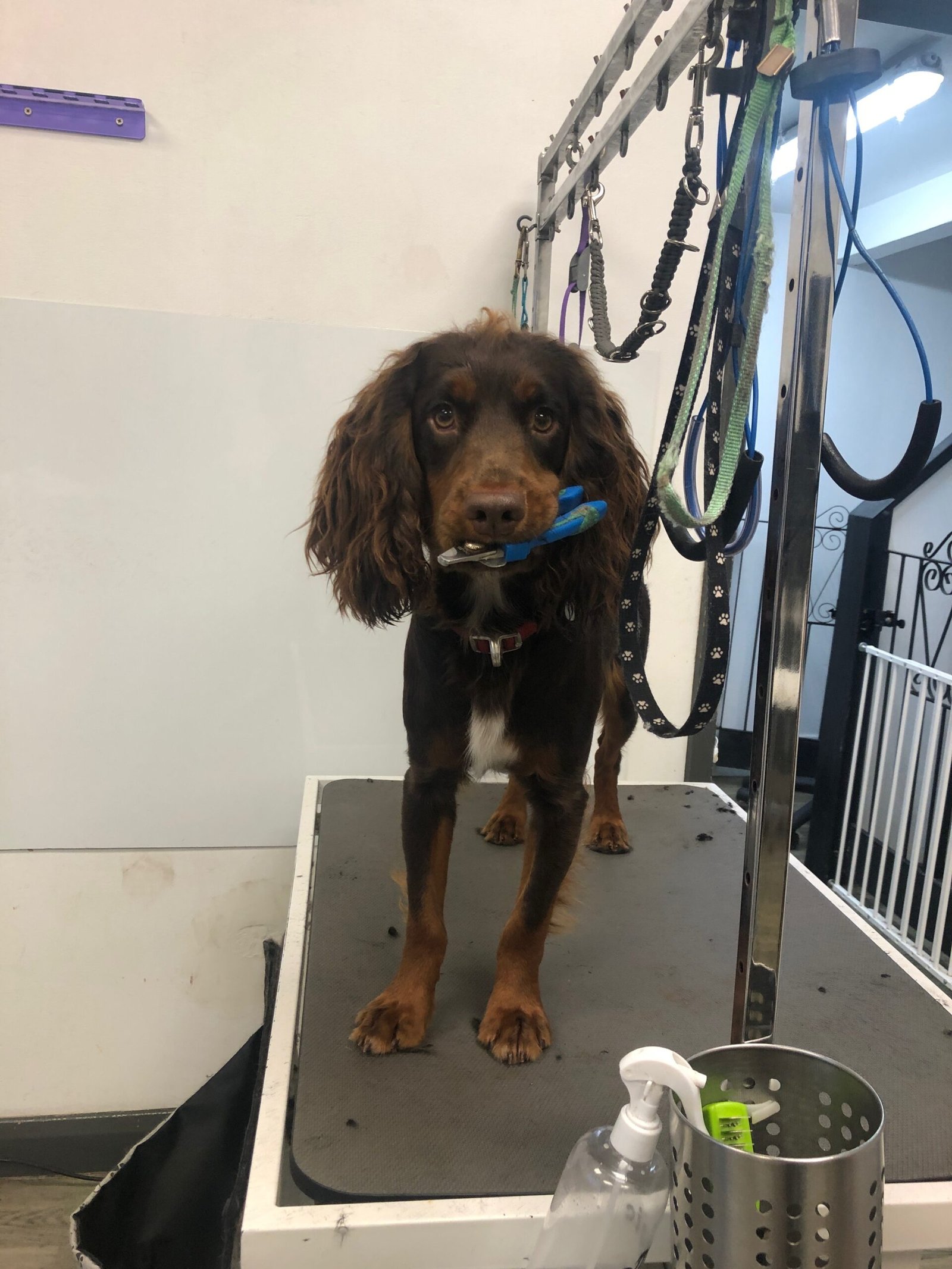Dog getting nails trimmed