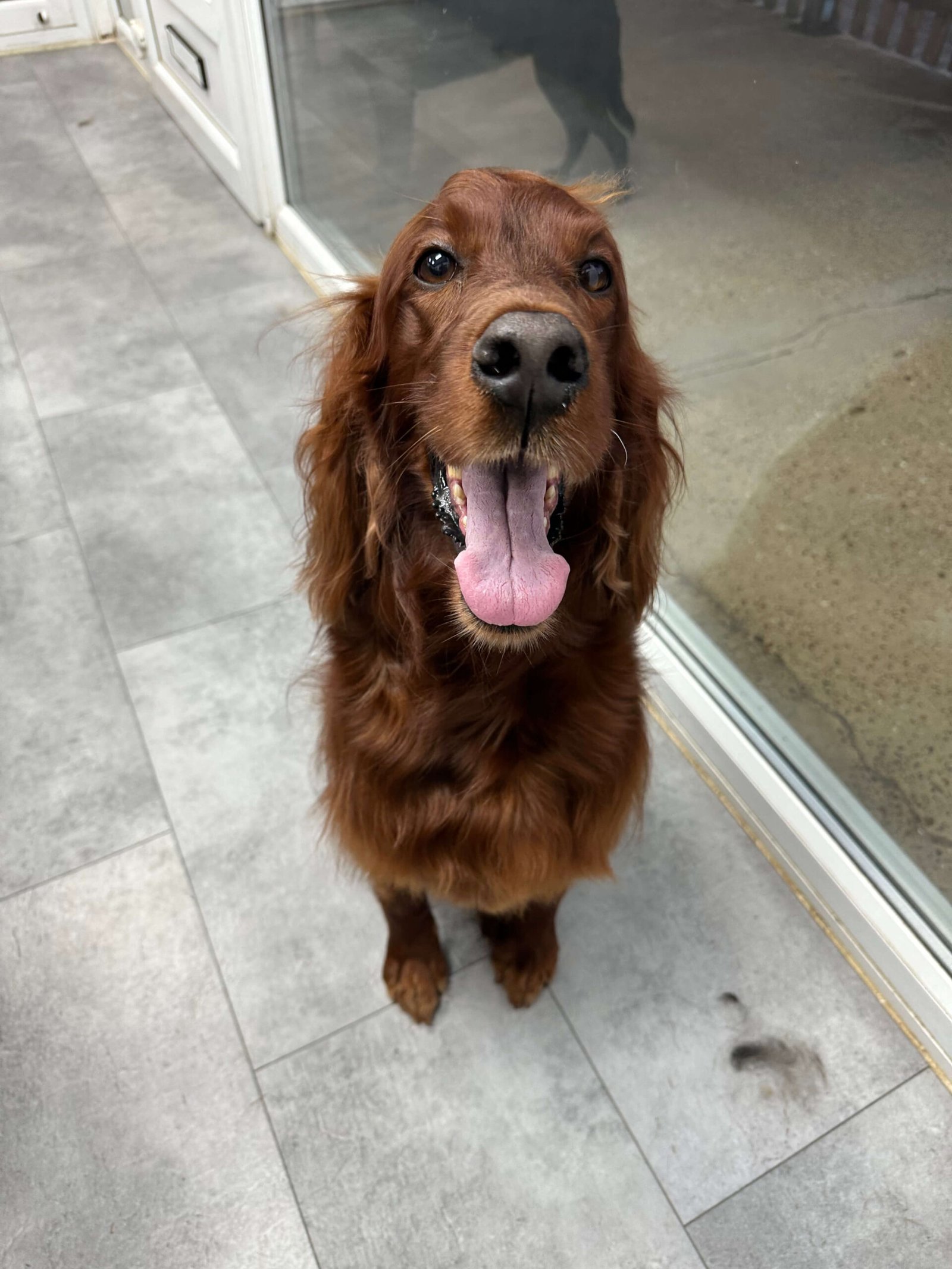 Dog with finished groom