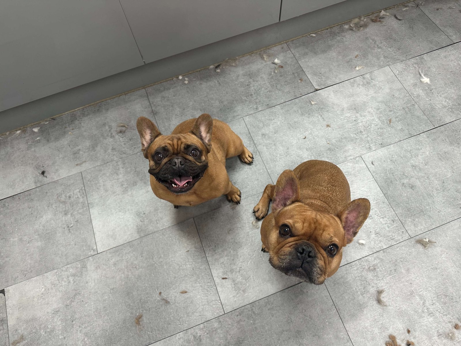 Dog with finished groom